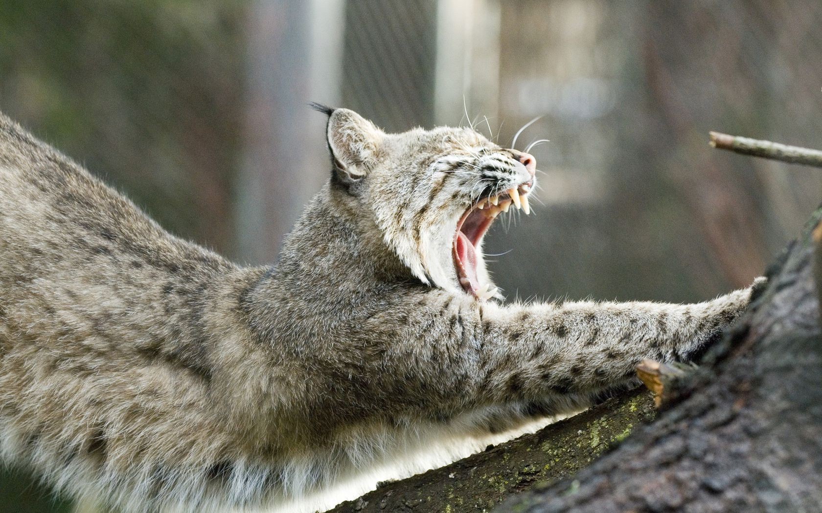 tiere tierwelt natur säugetier tier raubtier wild katze fell jäger im freien holz zoo fleischesser porträt schließen