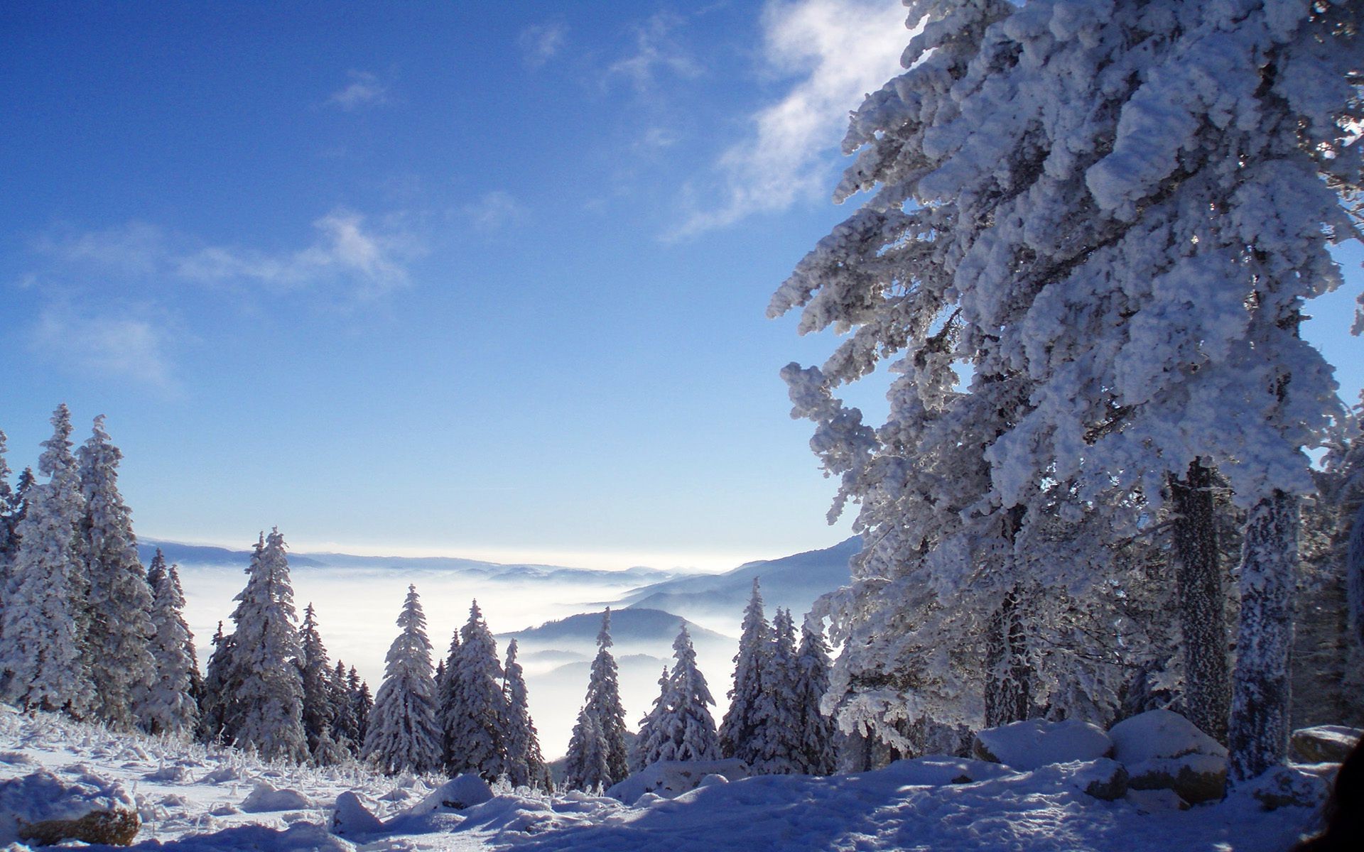 hiver neige froid gel bois glace montagnes bois congelé nature paysage evergreen scénique à l extérieur conifères sapin beau temps