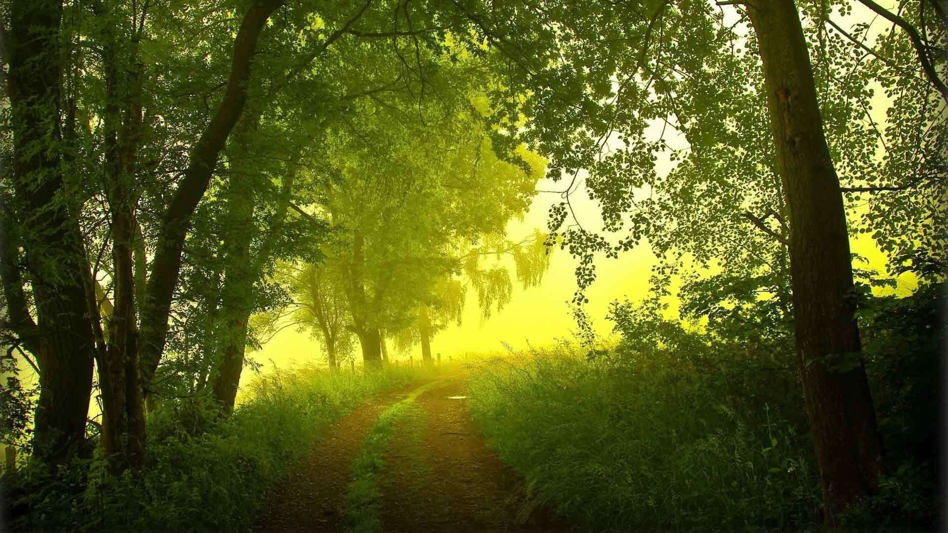 Morning fog forest road trees summer - Phone wallpapers