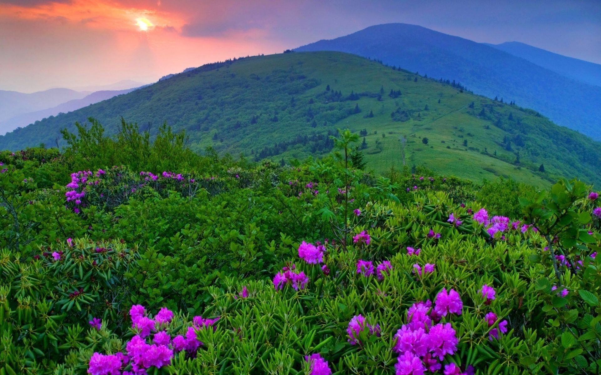 the sunset and sunrise nature landscape hayfield outdoors mountain summer grass flower field flora environment fair weather sight rural