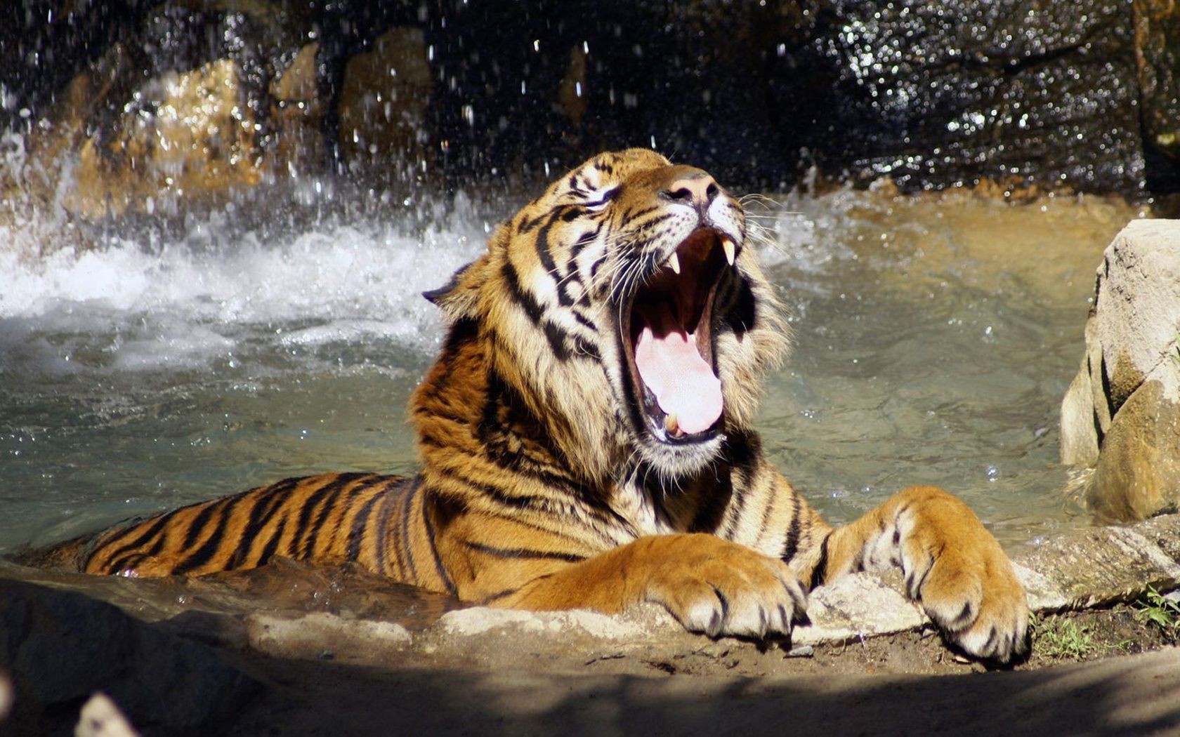 tigres vida selvagem tigre gato mamífero predador caçador jardim zoológico agressão selvagem perigo natureza selva animal comedor de carne retrato grande