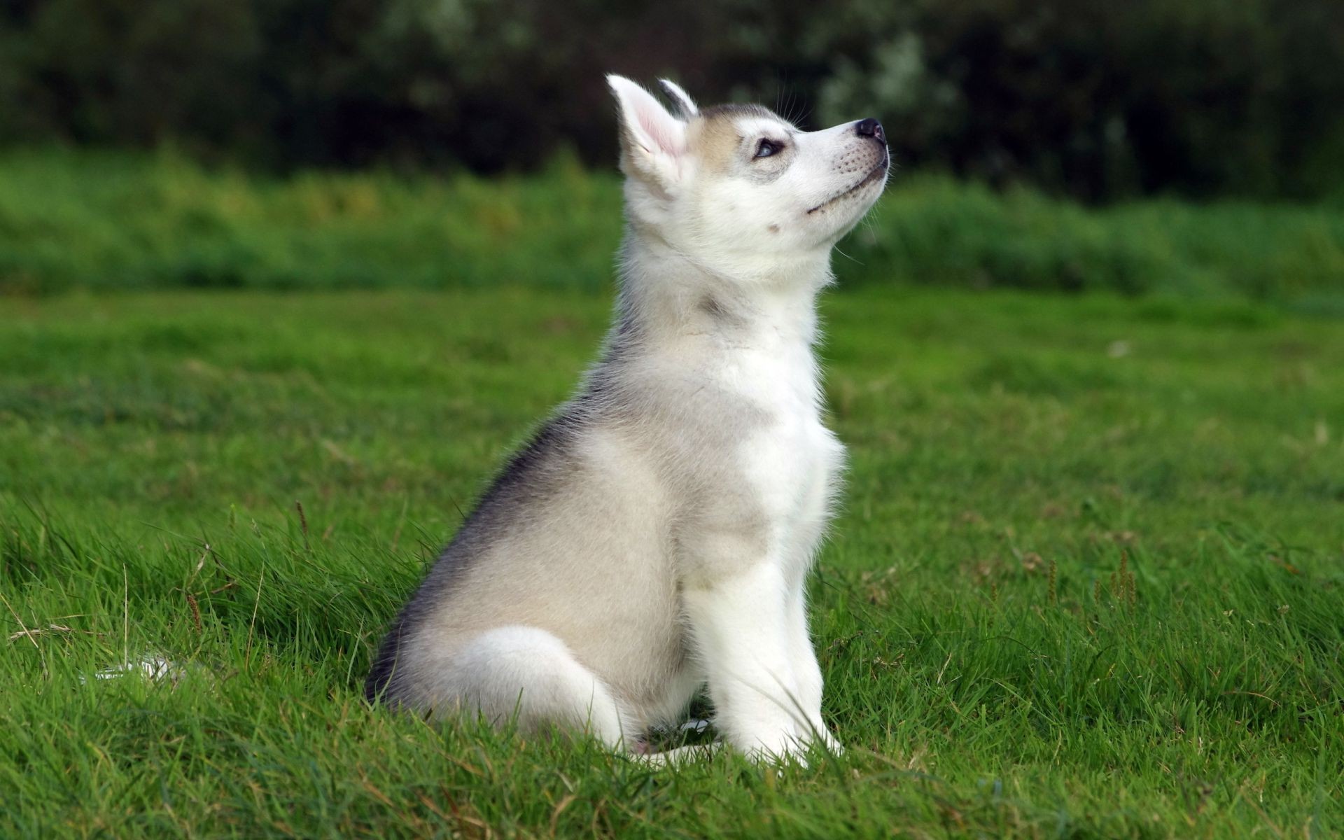 cão mamífero cão grama animal de estimação animal bonito retrato cinegrafista jovem raça filhote de cachorro doméstico