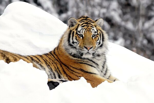 Tigre important dans la neige