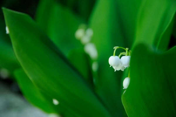 Lily of the valley flowers with green leaves