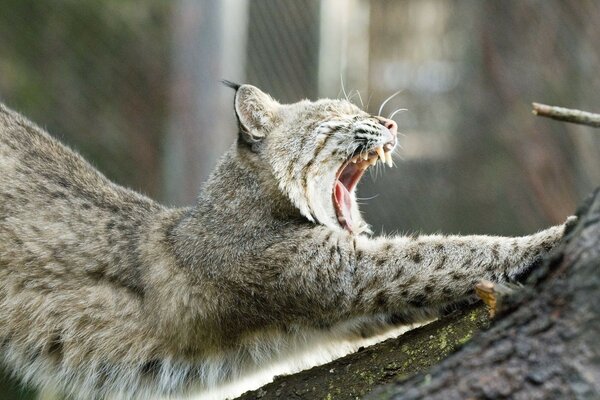 Der Luchs nippt und beugt den Rücken