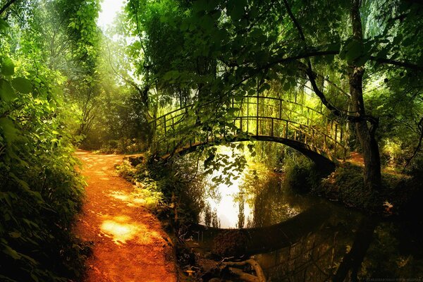 Hermoso puente en las profundidades del bosque