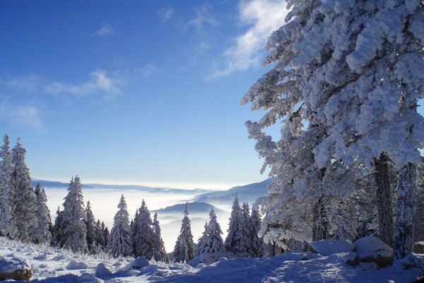 Sunny winter. Trees in the snow