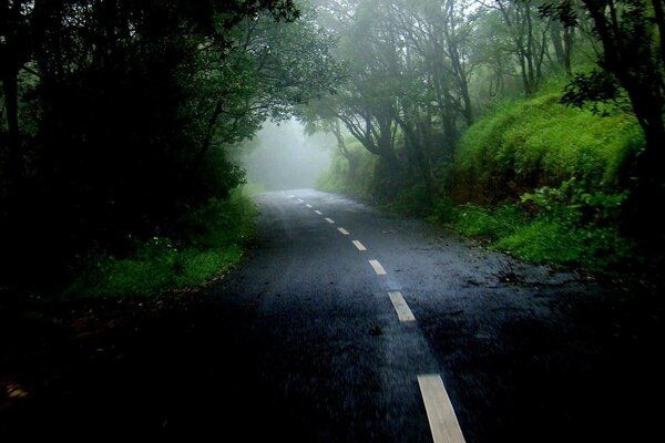 O caminho através da floresta não leva a lugar nenhum