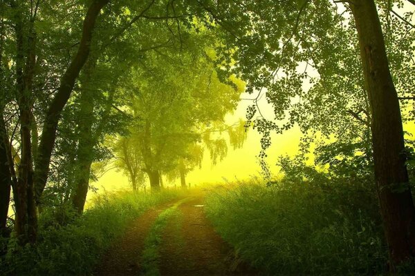 Ein magischer Wald und eine lange Straße