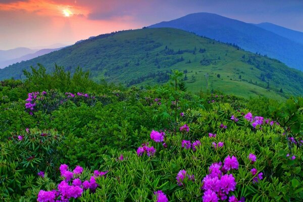 Paysage coucher de soleil nature montagnes fleurs herbe arbres