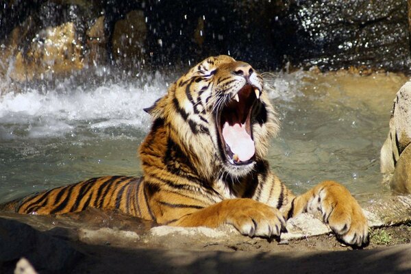 Tigre nadando em uma cachoeira ao sol