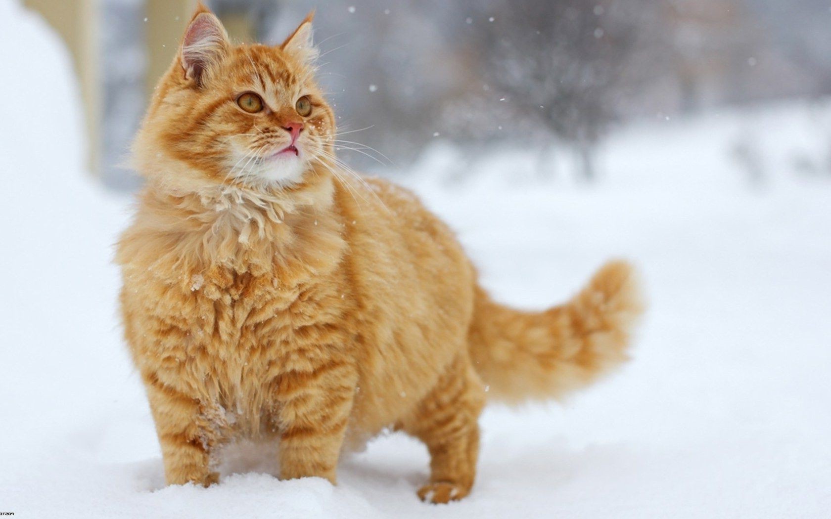 cats cat mammal winter snow animal cute pet fur kitten portrait