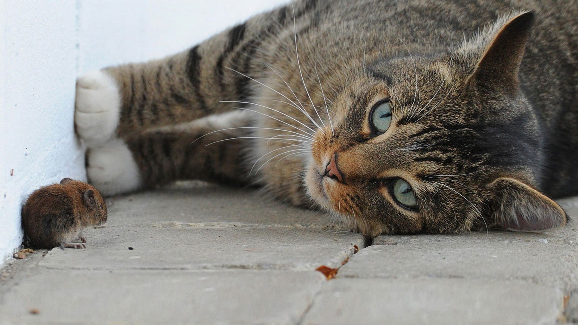 chats chat mignon chaton fourrure animal mammifère animal de compagnie portrait oeil domestique gris nature moustache peu jeune cheveux adorable tabby aperçu drôle