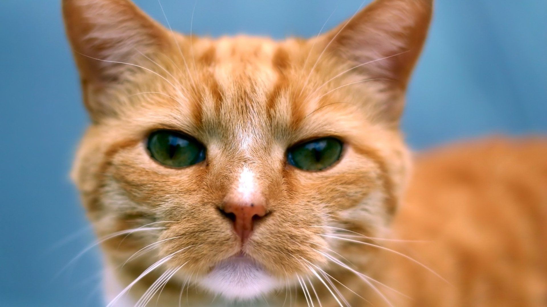 katze katze haustier niedlich tier kätzchen inländische fell säugetier auge porträt wenig jung flaumig liebenswert flauschig schnurrbart vorschau lustig kind haare