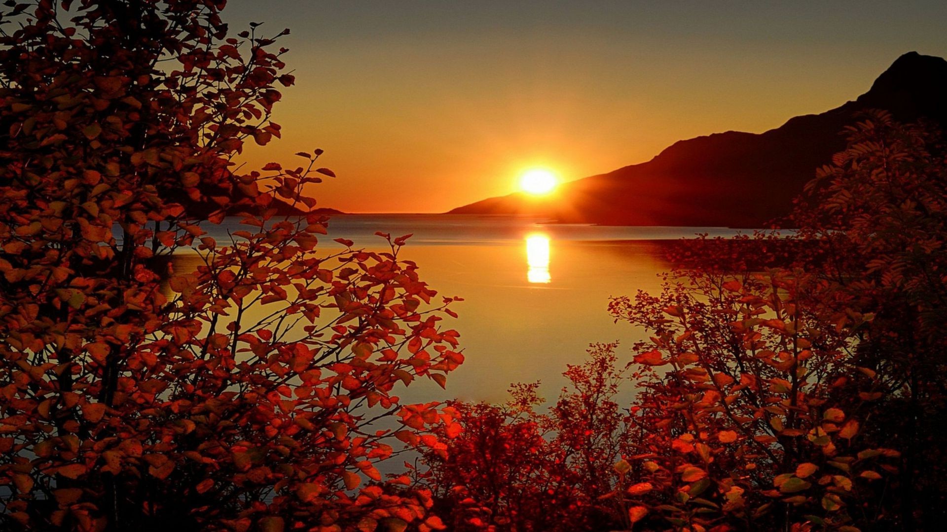 lake sunset fall dawn water evening nature sun landscape dusk leaf tree outdoors sky gold