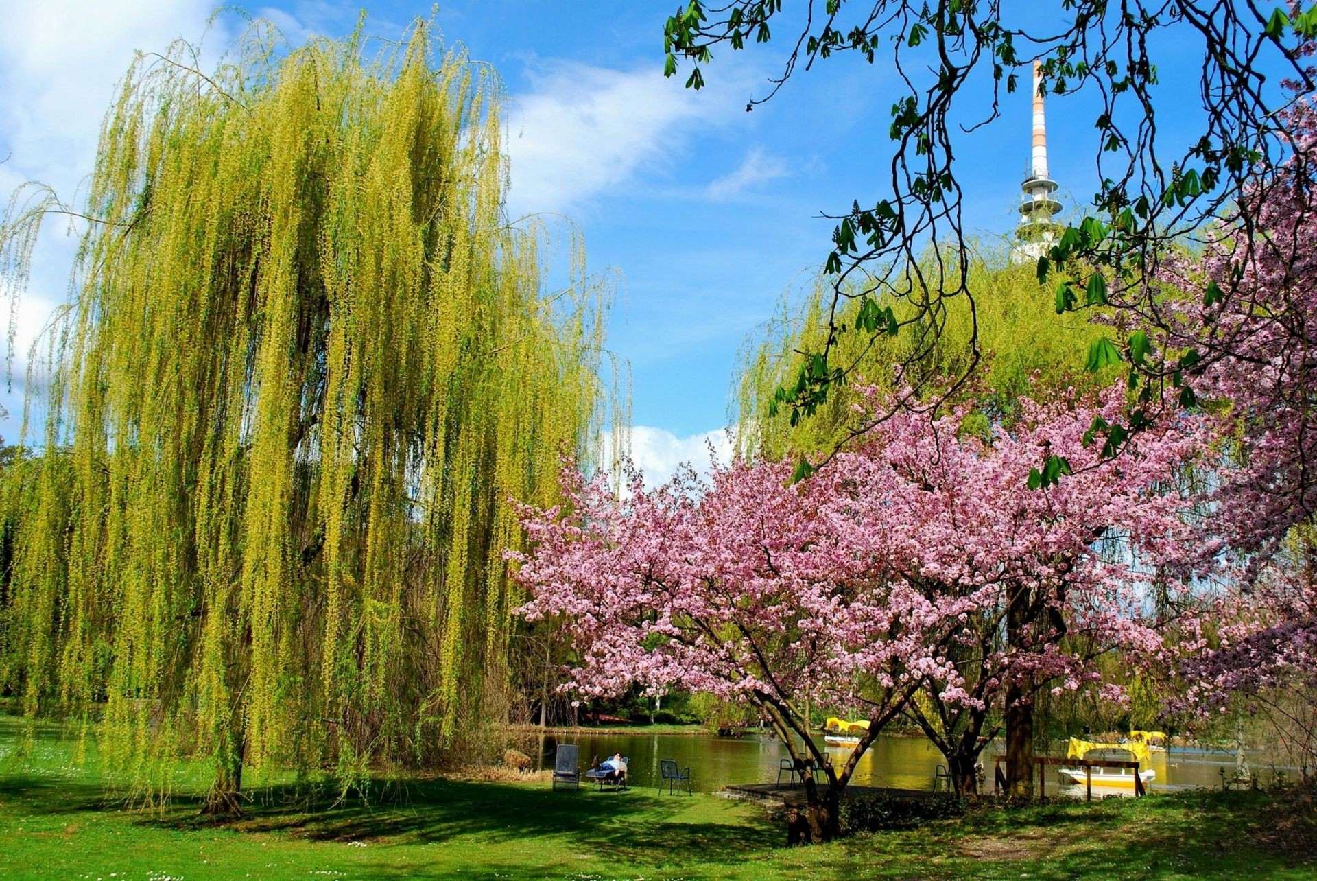 公园 树 公园 季节 花 自然 景观 分支 花园 植物群 春天 明亮 风景 场景 叶 风景如画 樱桃 环境 美丽 户外 颜色