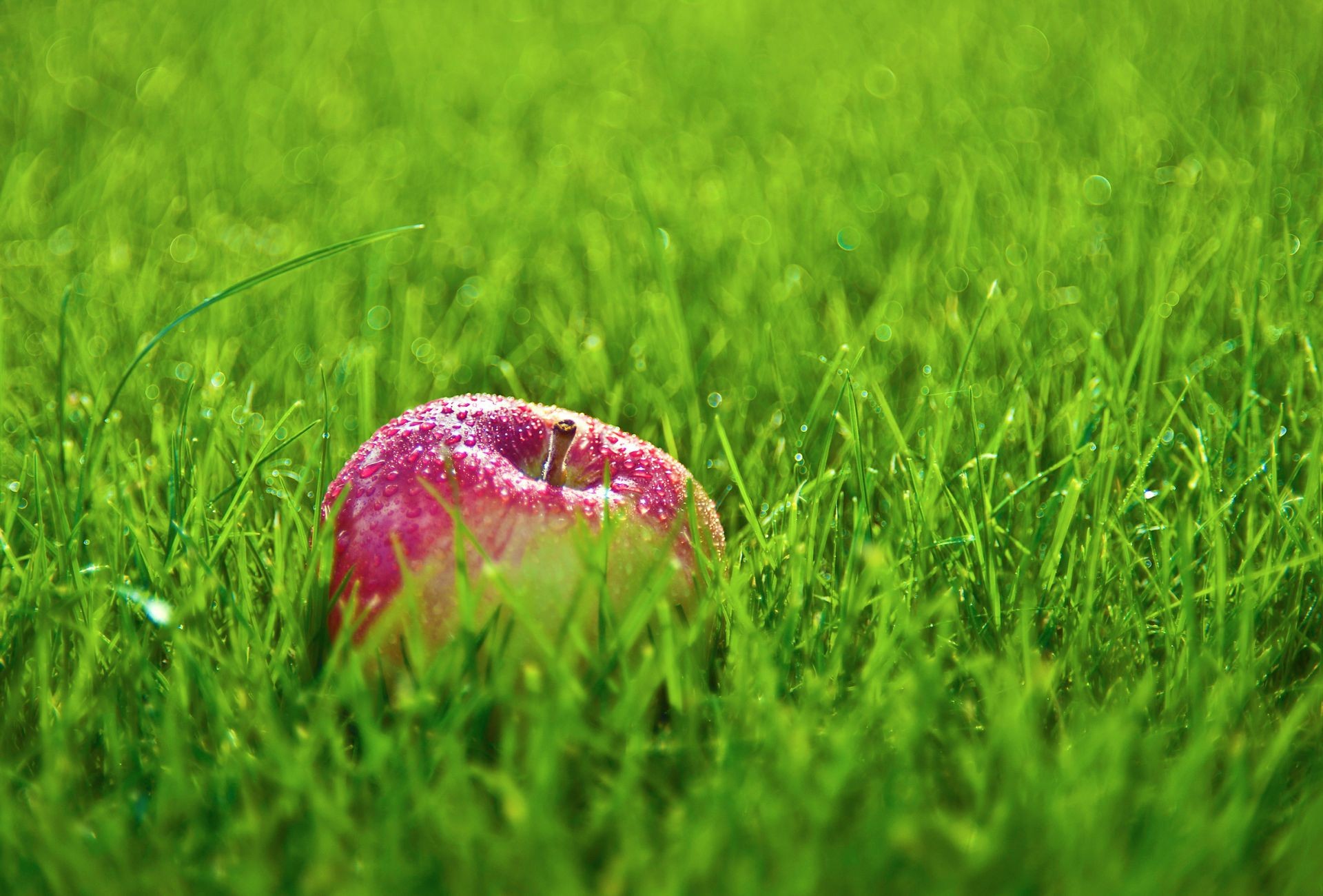 fruits herbe foin champ pelouse nature été jardin flore croissance environnement saison rural feuille à l extérieur sol pâturage soleil terre gros plan