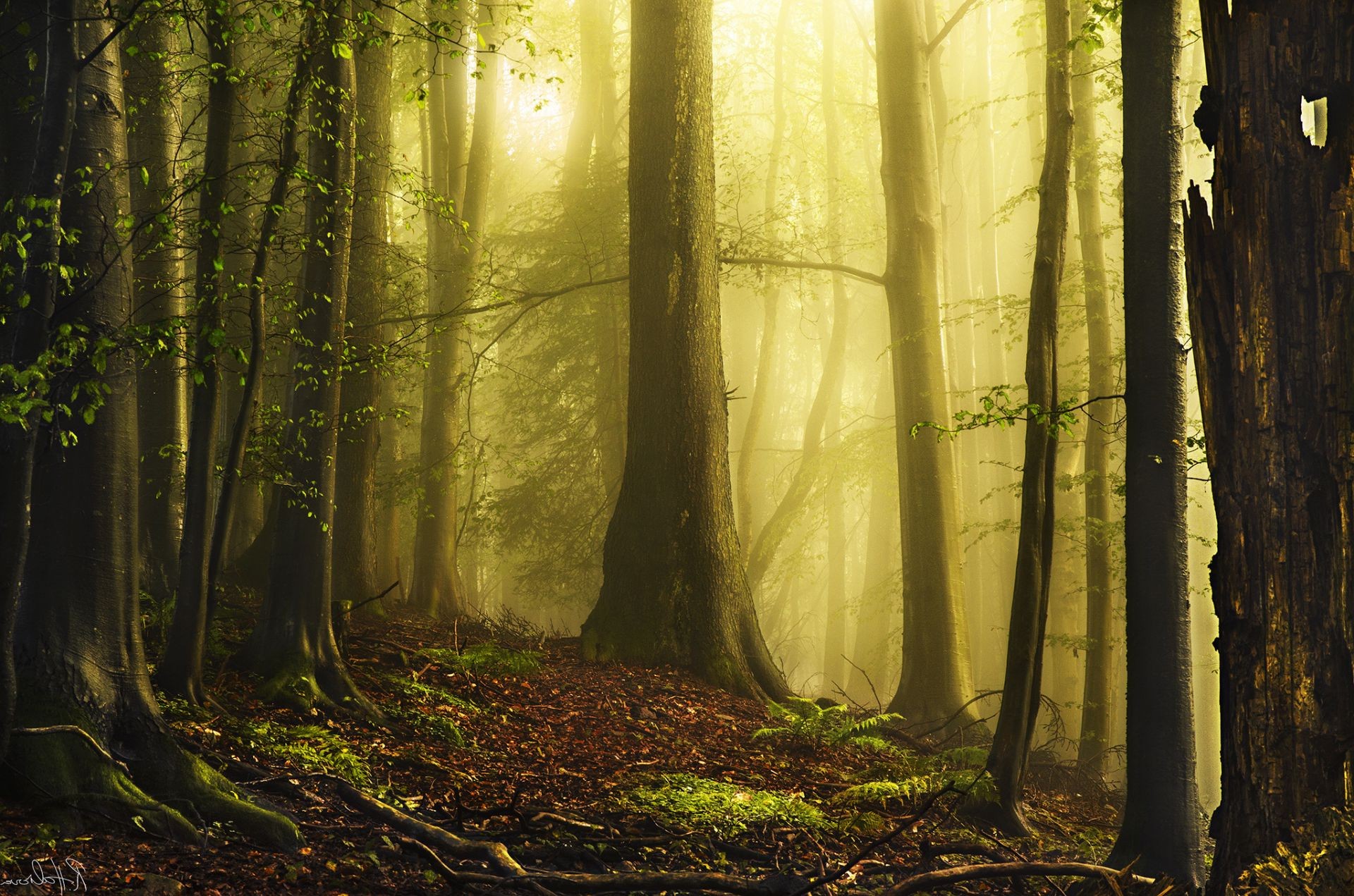 luce del sole e raggi legno nebbia nebbia autunno foglia paesaggio albero natura alba parco sunbeam sole faggio luce lussureggiante bel tempo illuminato muschio mistero