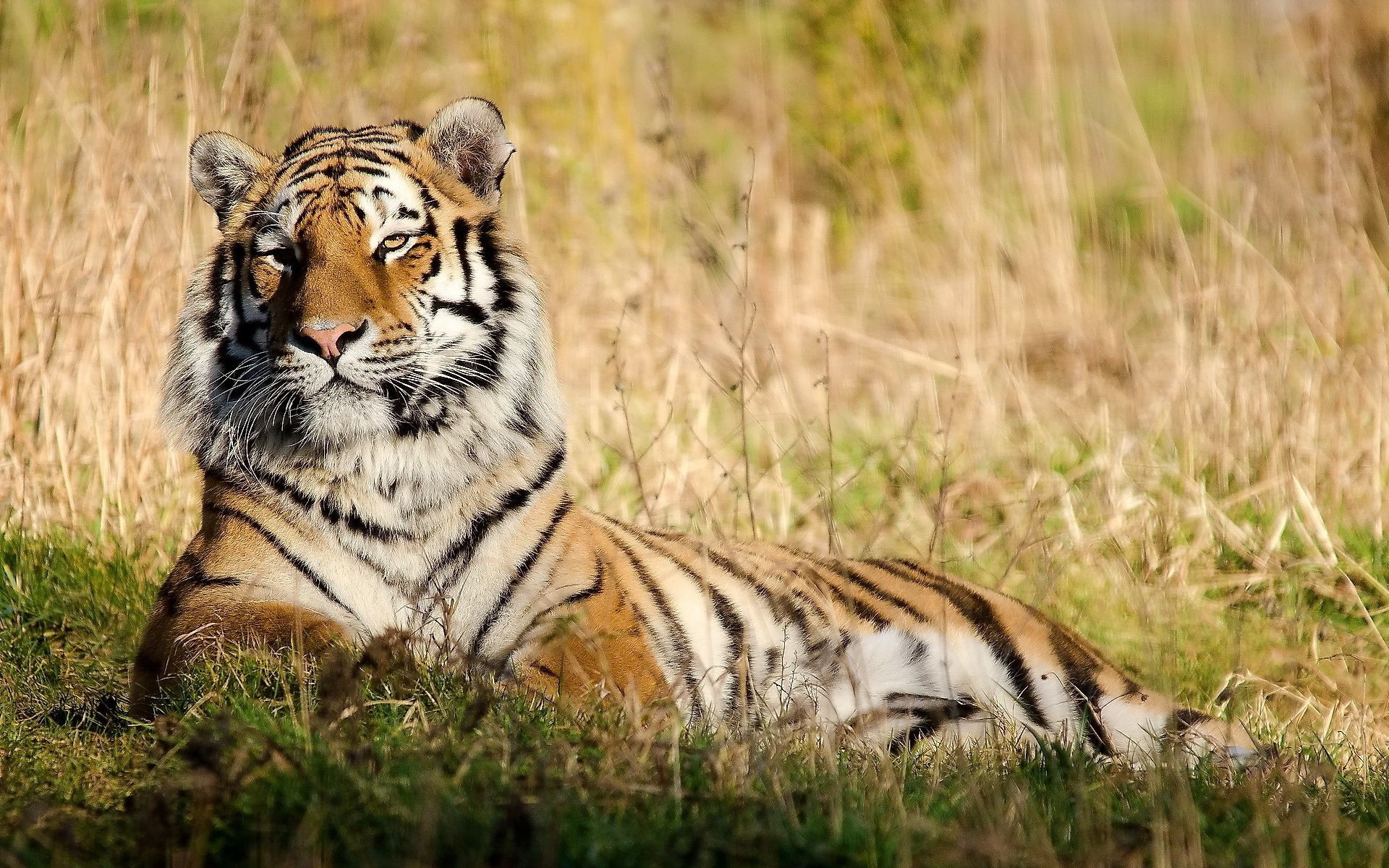 tigres vida selvagem gato tigre mamífero predador safari comedor de carne animal selvagem caçador faixa selva grande pele caça pantera agressão tigris retrato natureza