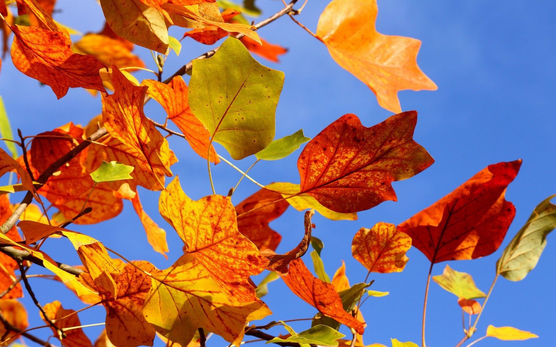 leaves leaf fall maple bright nature season flora color tree outdoors fair weather branch change gold vibrant