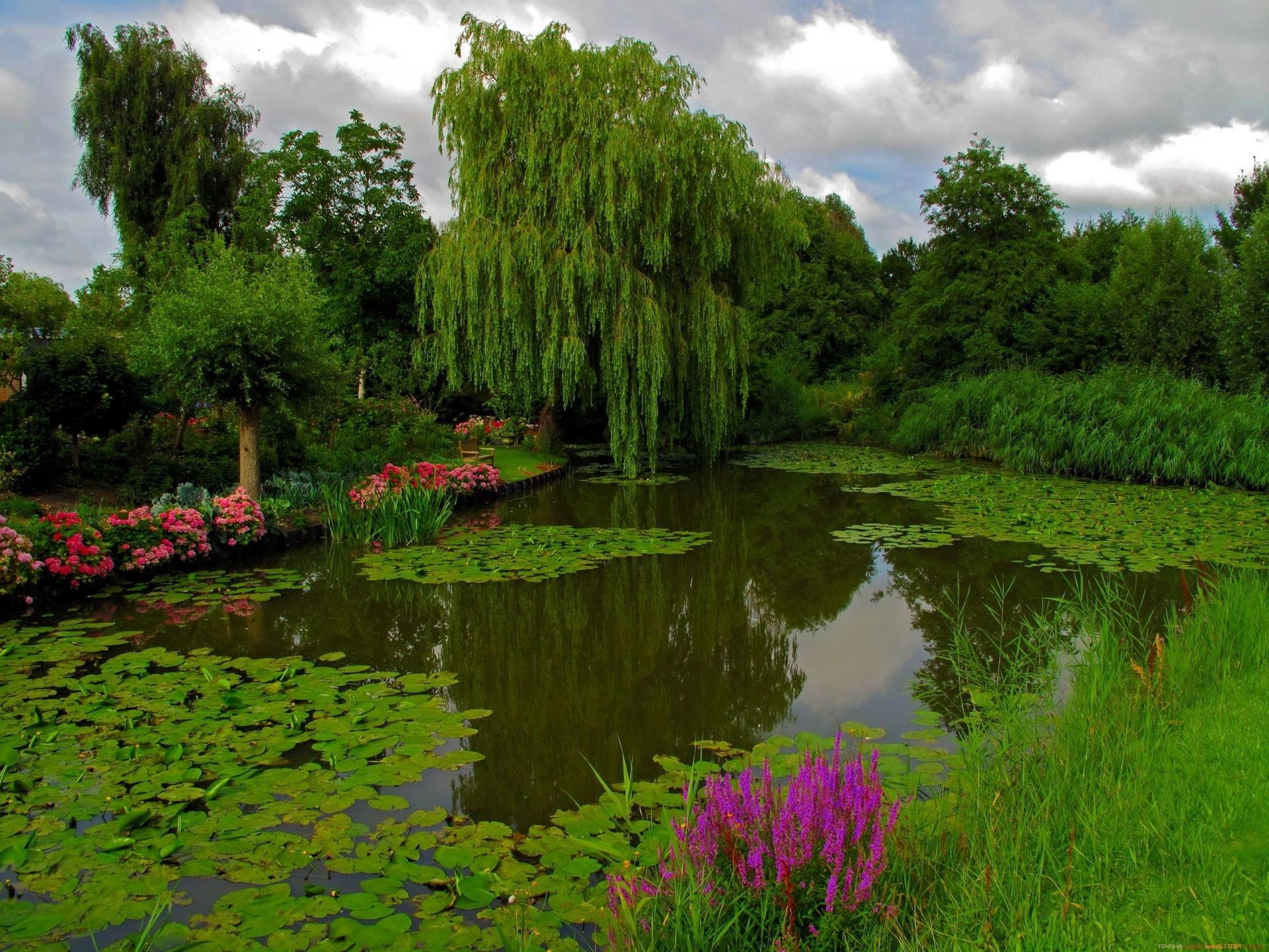 公园 游泳池 自然 湖 水 公园 树 花园 景观 河 草 花 倒影 夏天 室外 叶 环境 植物群 木材