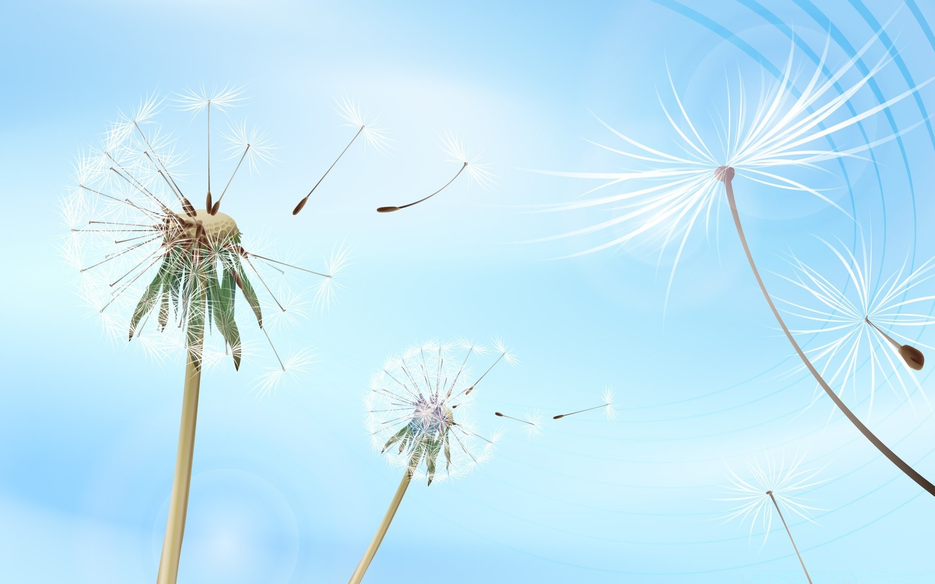 gráficos vectoriales diente de león cielo viento verano naturaleza