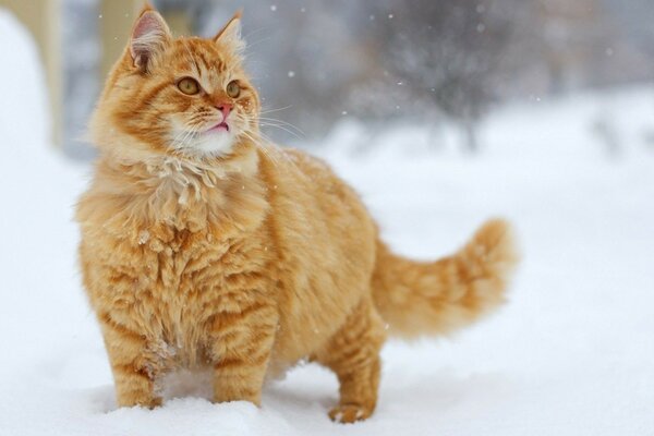 A red-haired cat in the snow looks at snowflakes