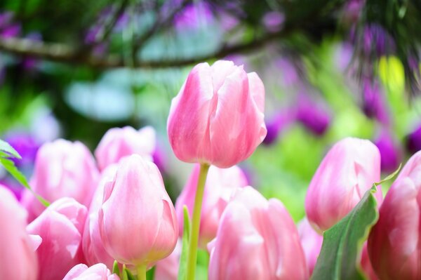 Photos of pink tulips in the garden