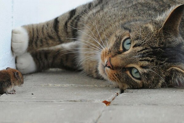 Cat and mouse at the wall. Fur