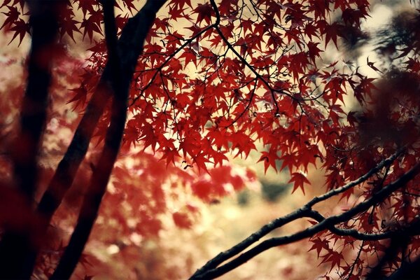 Foglie rosse autunnali nella foresta