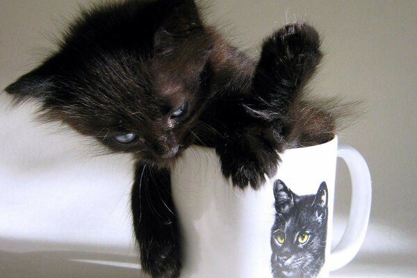 A small black kitten is sitting in a mug