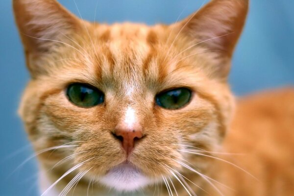 Big beautiful ginger cat