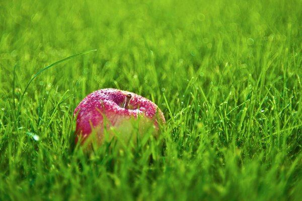 Pomme juteuse dans l herbe verte