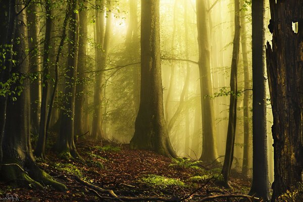 El sol se abre paso a través de la niebla en el bosque