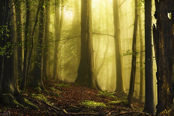 Le soleil se fraye un chemin à travers le brouillard dans la forêt