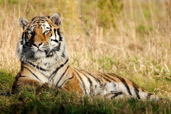 Los tigres son como una forma de arte separada