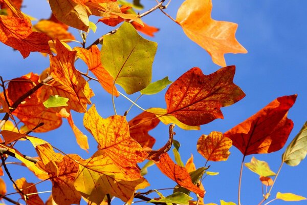 Bunte, trockene Blätter bei sonnigem Wetter