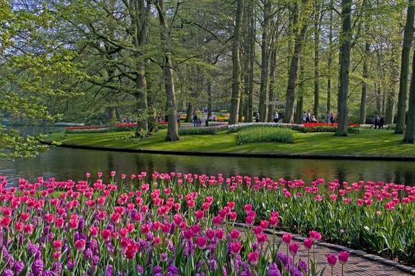 Hermosos tulipanes cerca del estanque