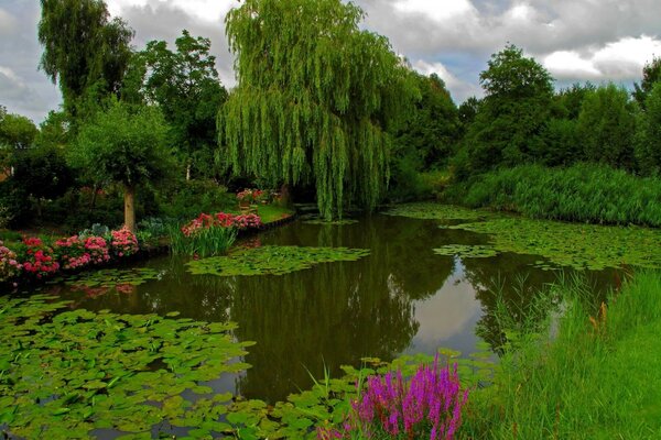 Village pond and green thickets