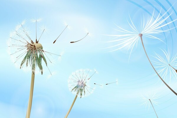 Dandelions on a blue sky background