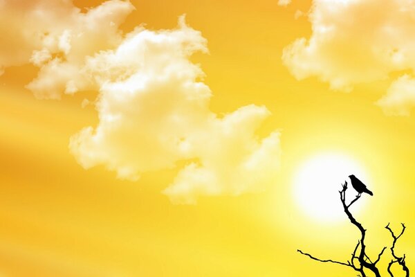 黄色的云和太阳与一只孤独的鸟在树枝上