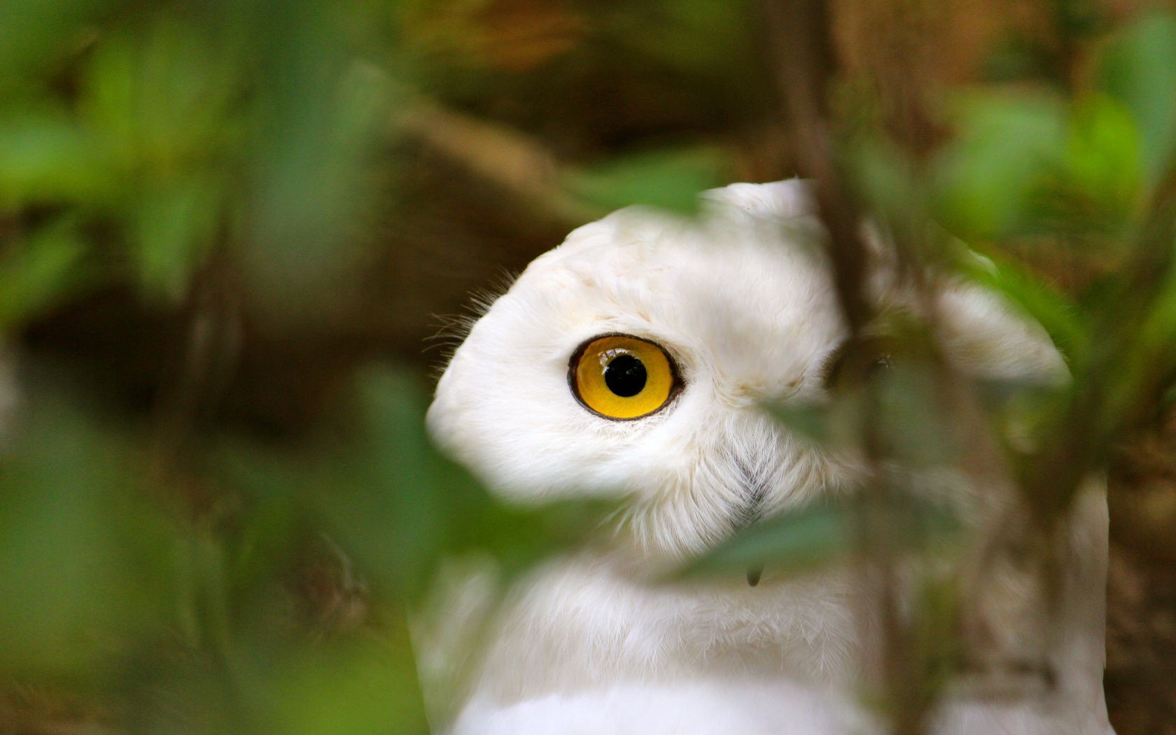 animais coruja pássaro natureza vida selvagem animal ao ar livre olho selvagem raptor madeira