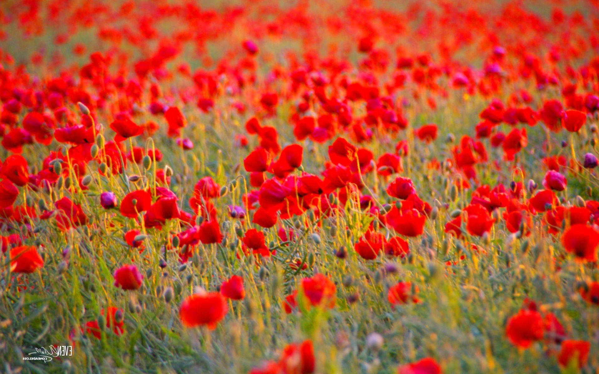 field of flowers poppy field flower hayfield nature rural flora grass summer growth outdoors countryside color floral blooming bright fair weather garden season