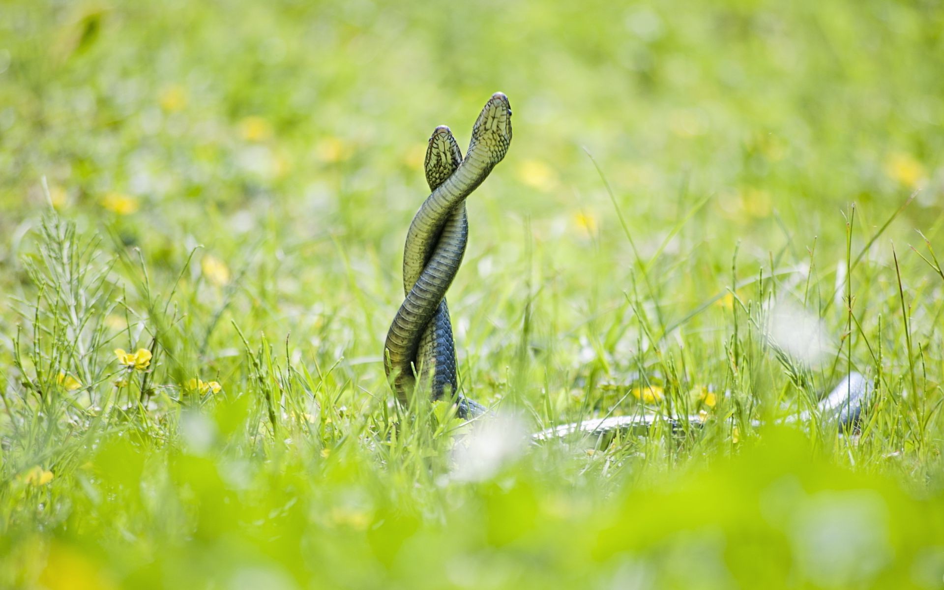 zwierzęta trawa natura na zewnątrz lato pole