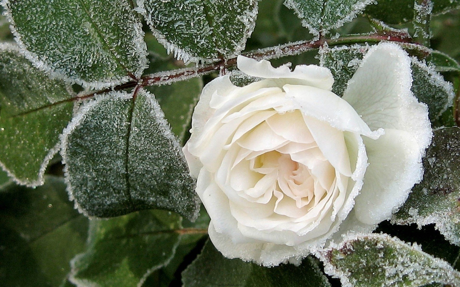 rosas flor flora hoja naturaleza floral pétalo bluming al aire libre decoración color jardín