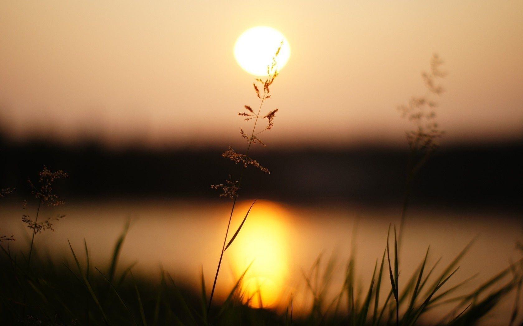 plants sunset dawn sun evening dusk nature silhouette light landscape fair weather sky fog lake backlit grass beach mist reflection water sea