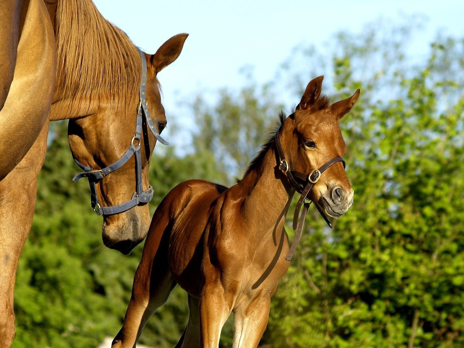 cavalli cavallo mare mammifero cavalleria stallone animale fattoria equestre allevamento di cavalli erba manet fieno pascolo campo castagno