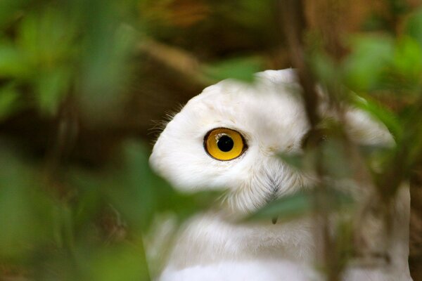 The eye of a white owl hiding behind the greenery