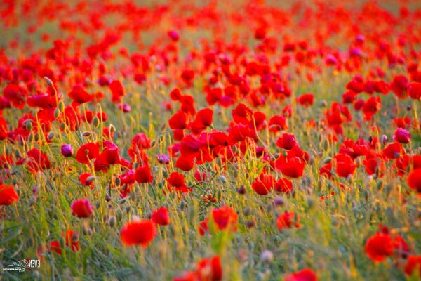 A bright red field of poppies and greenery