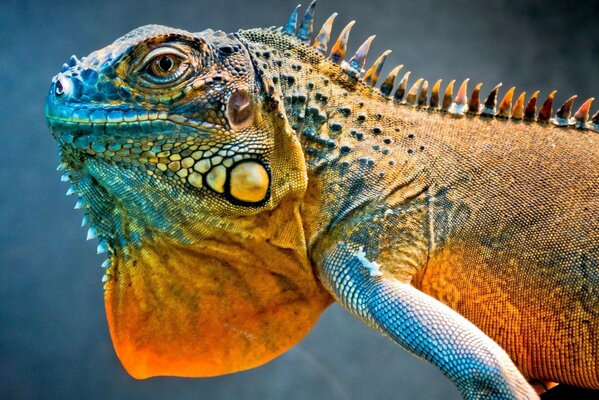 Animales. Lagarto dragón en la naturaleza